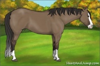 Horse Color:Liver Red Dun Splash