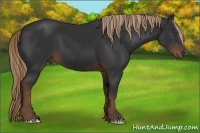 Horse Color:Liver Chestnut Frame 