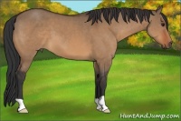 Horse Color:Bay Dun