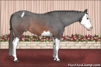 Horse Color:Brown Splash Appaloosa 