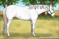 Horse Color:Buckskin Splash Appaloosa Rabicano 