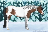 Horse Color:Bay Tobiano Frame Rabicano