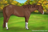 Horse Color:Chestnut Sabino Splash Frame Rabicano