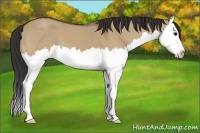Horse Color:Bay Dun Sabino Splash