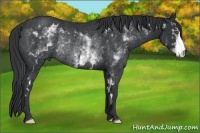 Horse Color:White Spotted Black Frame Rabicano 