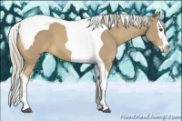 Horse Color:Palomino Splash Tobiano 