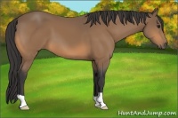 Horse Color:Buckskin 