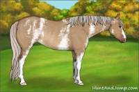 Horse Color:White Spotted Silver Bay Dun Rabicano 
