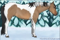 Horse Color:Bay Dun Tobiano Rabicano