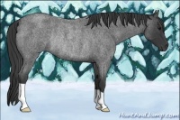 Horse Color:Blue Roan Rabicano