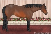 Horse Color:Bay Roan