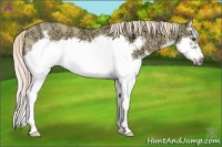 Horse Color:Palomino Ice Dun Splash Frame Rabicano 