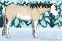 Horse Color:Buckskin Roan Dun Splash Rabicano 