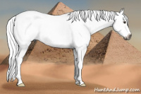 Horse Color:Gray Chestnut Splash
