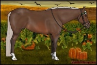 Horse Color:Silver Brown
