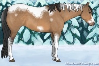 Horse Color:Bay Dun Sabino Splash Tobiano Frame 