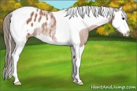 Horse Color:Bay Roan Splash Tobiano Blanket Rabicano