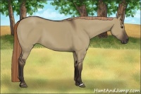 Horse Color:Liver Red Dun