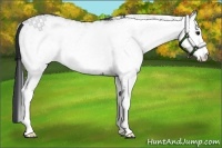 Horse Color:White Spotted Blue Roan Rabicano 