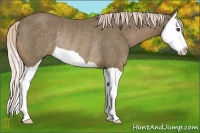 Horse Color:Chocolate Palomino Splash Rabicano