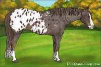 Horse Color:Liver Chestnut Splash Appaloosa 