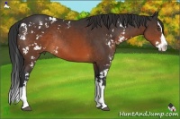 Horse Color:Brown Sabino Splash Rabicano 