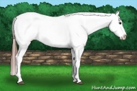 Horse Color:White Spotted Grullo Appaloosa 