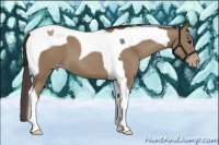 Horse Color:Classic Champagne Tobiano 