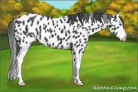 Horse Color:White Spotted Black Splash Appaloosa 