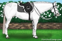 Horse Color:Brown Frame Appaloosa 