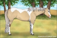 Horse Color:White Spotted Silver Bay Dun Splash Tobiano 