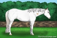 Horse Color:Silver Bay Dun Splash Tobiano 