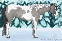 Horse Color:Smoky Grullo Roan Splash Tobiano 