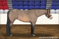 Horse Color:Buckskin Roan Splash 