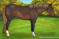 Horse Color:Liver Chestnut 