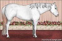Horse Color:White Spotted Bay Dun Appaloosa 