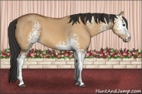 Horse Color:White Spotted Bay Dun
