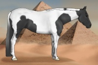 Horse Color:Black Tobiano 