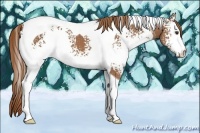 Horse Color:White Spotted Chestnut Tobiano
