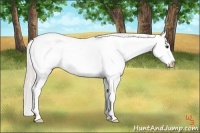 Horse Color:Silver Bay Near Leopard