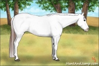 Horse Color:Brown Appaloosa 
