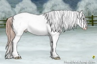 Horse Color:Liver Chestnut Appaloosa 