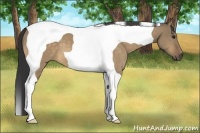 Horse Color:Buckskin Dun Tobiano
