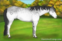 Horse Color:White Spotted Blue Roan Rabicano 