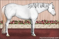 Horse Color:White Spotted Buckskin Varnish Rabicano 