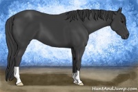 Horse Color:Smoky Black