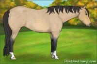Horse Color:Buckskin Roan 