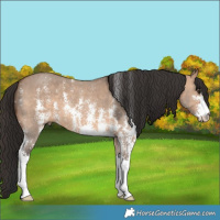 Horse Color:Bay Dun Sabino 