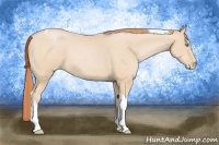 Horse Color:Buckskin Pearl Tobiano 