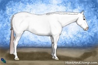 Horse Color:Brown Splash Appaloosa 